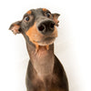 Adorable doberman pinscher dog